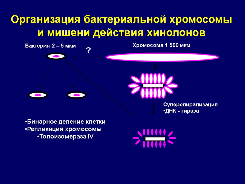 Организация бактериальной хромосомы и мишени действия хинолонов Бактерия 2 – 5 мкм Хромосома 1